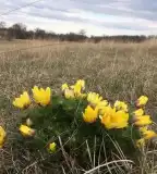 Madarasi Marhajárás, Madaras