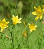 Sárgaliliom tanösvény, Magyarszombatfa