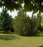 Csanád Vezér Emlékpark, Medgyesegyháza