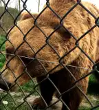 Veresegyházi Medveotthon, Veresegyház