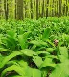 Medvehagyma tanösvény, Tatabánya