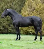 Nemzeti Ménesbirtok és Tangazdaság, Mezőhegyes