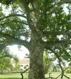 Indiai eredetű platánfa, Mezőhegyes