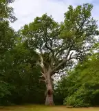 Ezeréves tölgy, Mikepércs