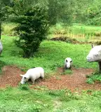 Miocén erdő, Ipolytarnóc