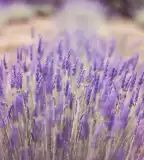 MagyarProvence levendulabirtok, Monoszló