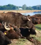 Bivalyrezervátum, Mórahalom