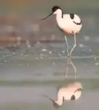 Madarász-tó, Mórahalom