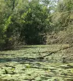 Mura Ponty-tavak, Muraszemenye