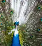 Bárókút Állatsimogató, Nagybörzsöny