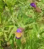 Pillangó tanösvény, Nagyér