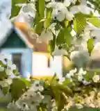 Cseresznyés, Nagykörű