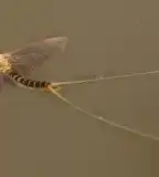 Tiszavirág, Nagykörű