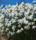 Nagy-Szénás tanösvény, Nagykovácsi