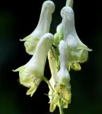 Sisakvirág tanösvény, Nagykovácsi