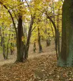 Gesztenyés tanösvény, Nagymaros