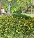 Szent Bernát Arborétum, Nagyvenyim