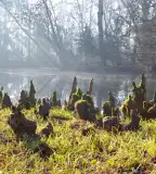 Nemzeti Botanikus Kert, Vácrátót