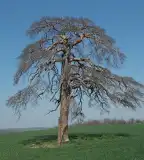 Patkó Bandi fája, Nyim