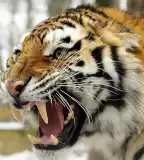 Nyíregyházi Állatpark, Nyíregyháza