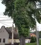 Mária-oszlop, Nyúl