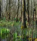 Selyem-réti tanösvény, Ócsa