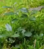 Áfonyás tanösvény, Orfalu