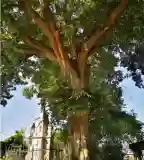 300 éves hársfa, Pacsa