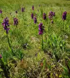 Orchidea tanösvény, Páhi