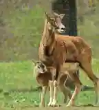 Pákozdi Pagony - Vadaspark és Arborétum, Pákozd