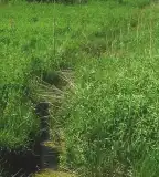 Attyai-láprét, Pápakovácsi