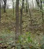 Körmösdvár, Papkeszi