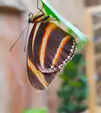 Papilonia Lepkevilág, Budapest