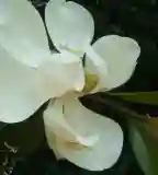 Egyetemi Botanikus Kert, Pécs