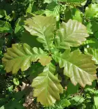 Tettye-Irma úti tanösvény, Pécs