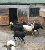 Pangea Bemutató Kert és Gazdaság, Pénzesgyőr