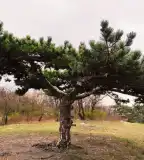 Tányérfenyő tanösvény, Pétfürdő