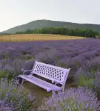 Kevély-hegyi levendulamező, Pilisborosjenő