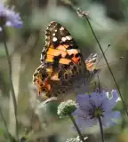 Kevélyhegyi Tanösvény, Pilisborosjenő