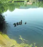 Pilisszentiváni bányató, Pilisszentiván