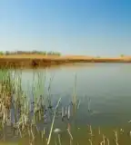 Horgásztó, Pitvaros