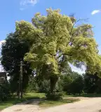 Százéves hársfa, Püspökmolnári