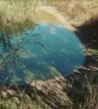 Pusztamérgesi láperdő, Pusztamérges