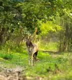 Pusztavacsi Parkerdő, Pusztavacs