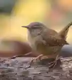 Eresztvényi madárpark, Salgótarján