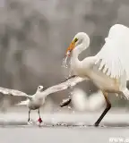 Rétimajor, Sáregres