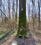 Sárpentelei parkerdő, Sárszentmihály