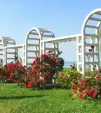 Rózsa-liget, Siófok