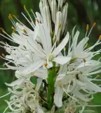 Csertölgyerdő, Sitke