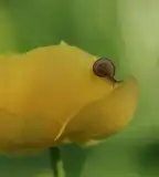 Kitaibel tanösvény, Somlóvásárhely